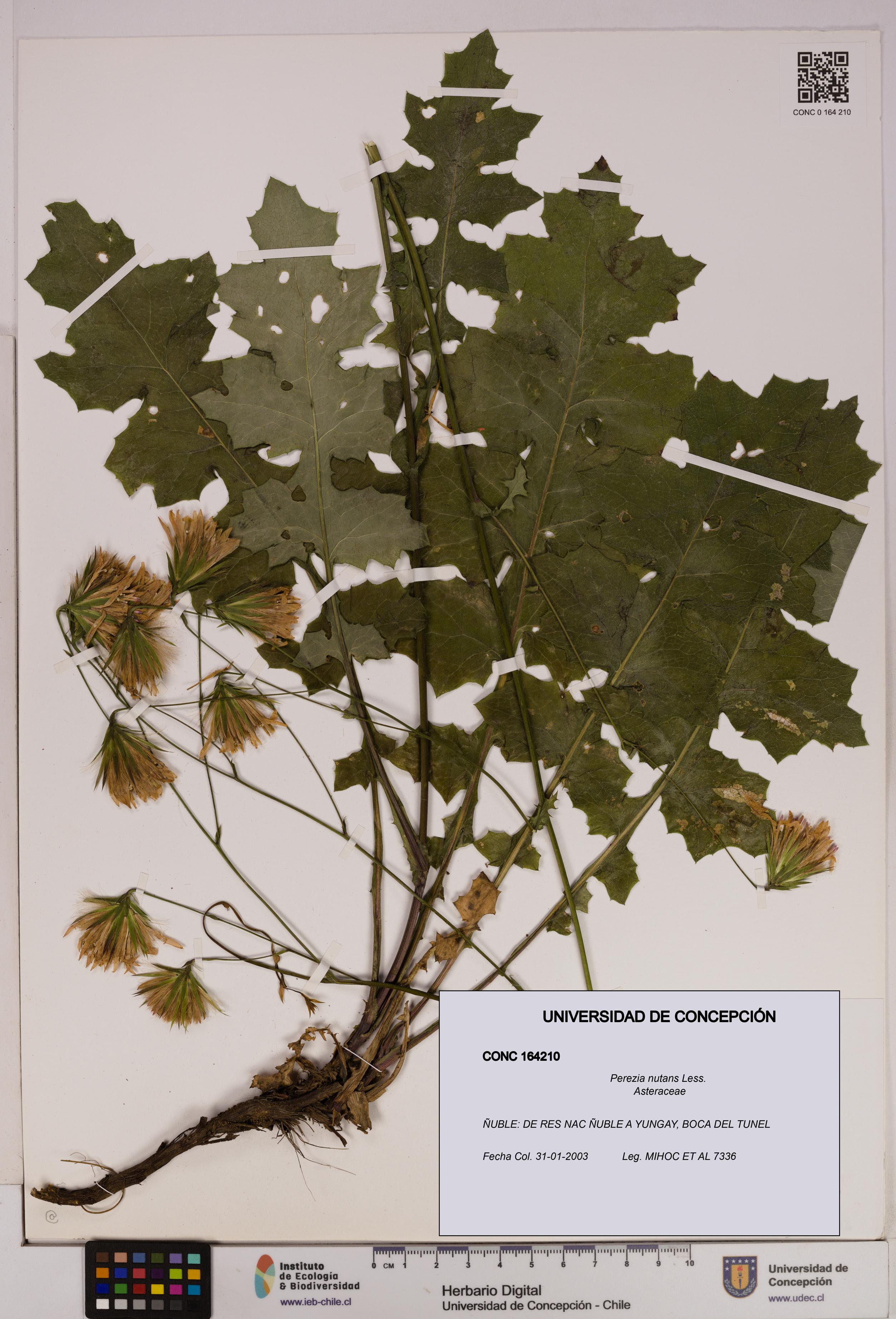 Perezia nutans [Espécimen: UDEC:CONC:0164210]