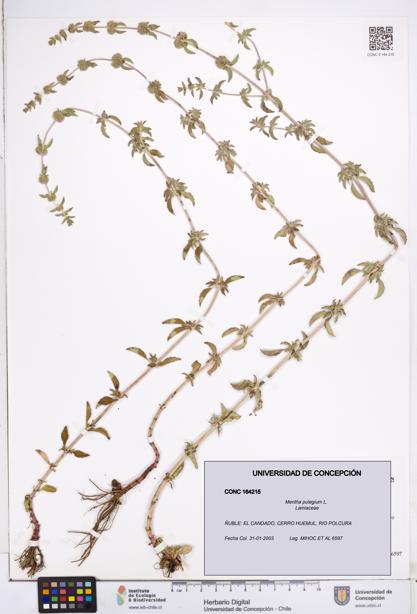 Mentha pulegium [Espécimen: ]