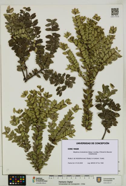 Maytenus chubutensis [Espécimen: UDEC:CONC:0164226]
