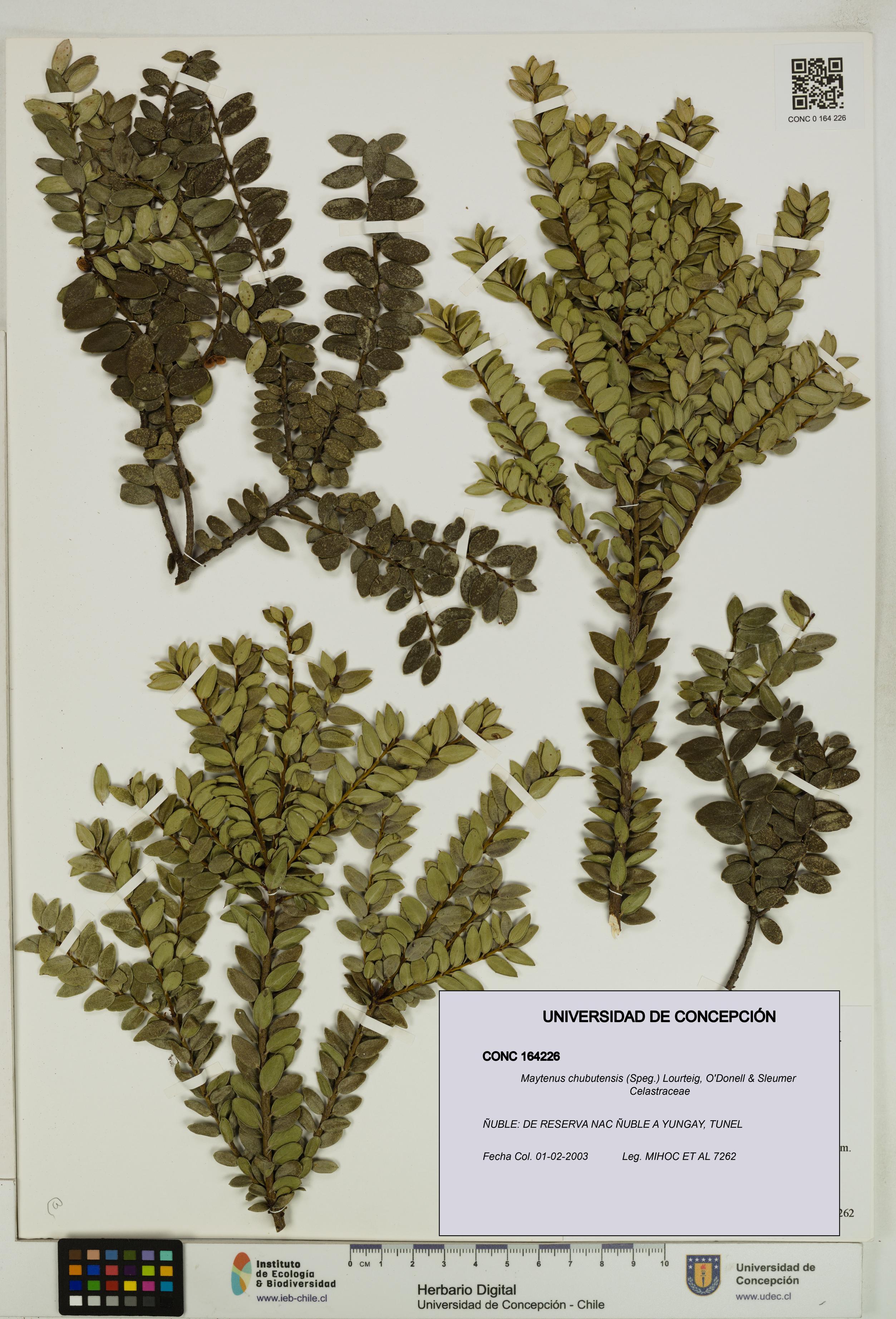 Maytenus chubutensis [Espécimen: UDEC:CONC:0164226]