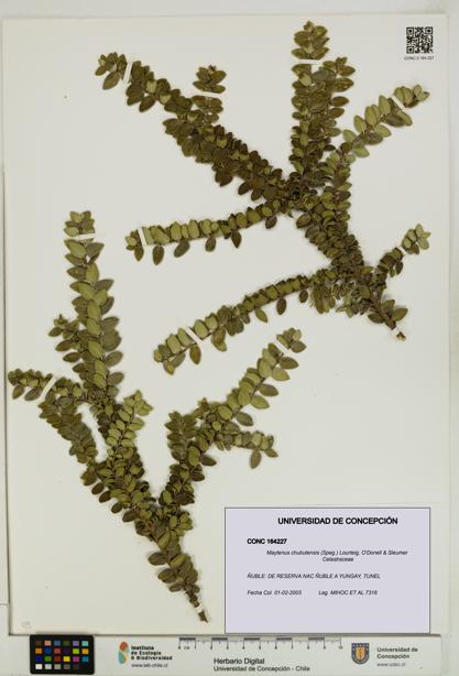 Maytenus chubutensis [Espécimen: UDEC:CONC:0164227]