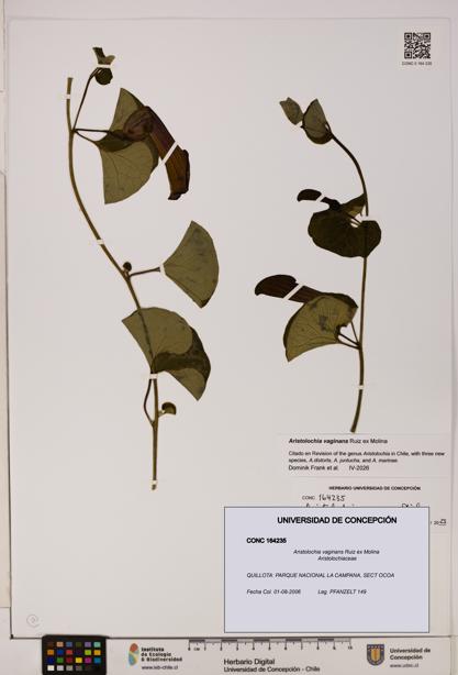 Aristolochia vaginans [Espécimen: ]