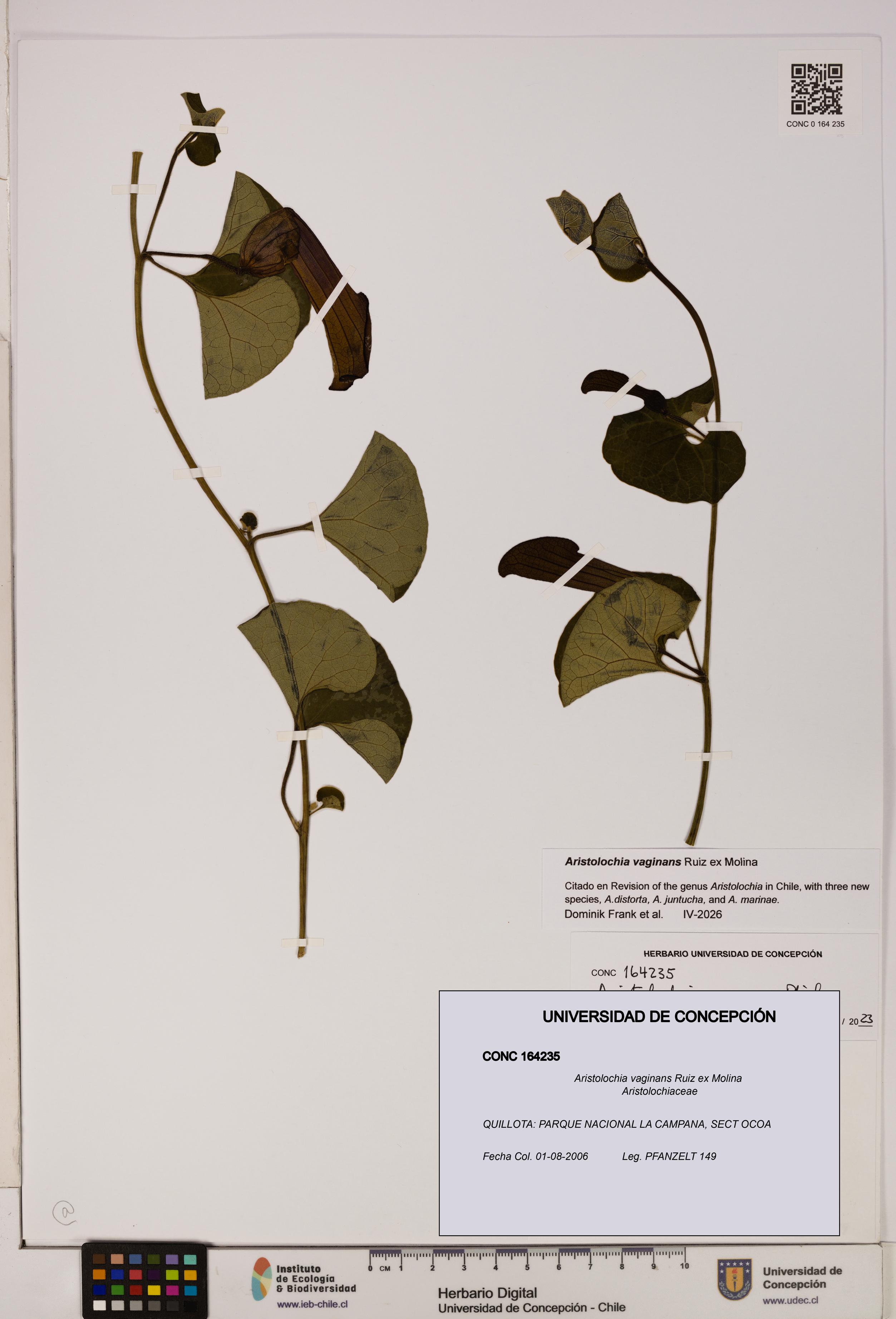 Aristolochia vaginans [Espécimen: ]