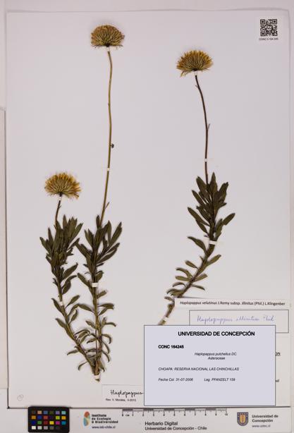Haplopappus pulchellus [Espécimen: UDEC:CONC:0164245]