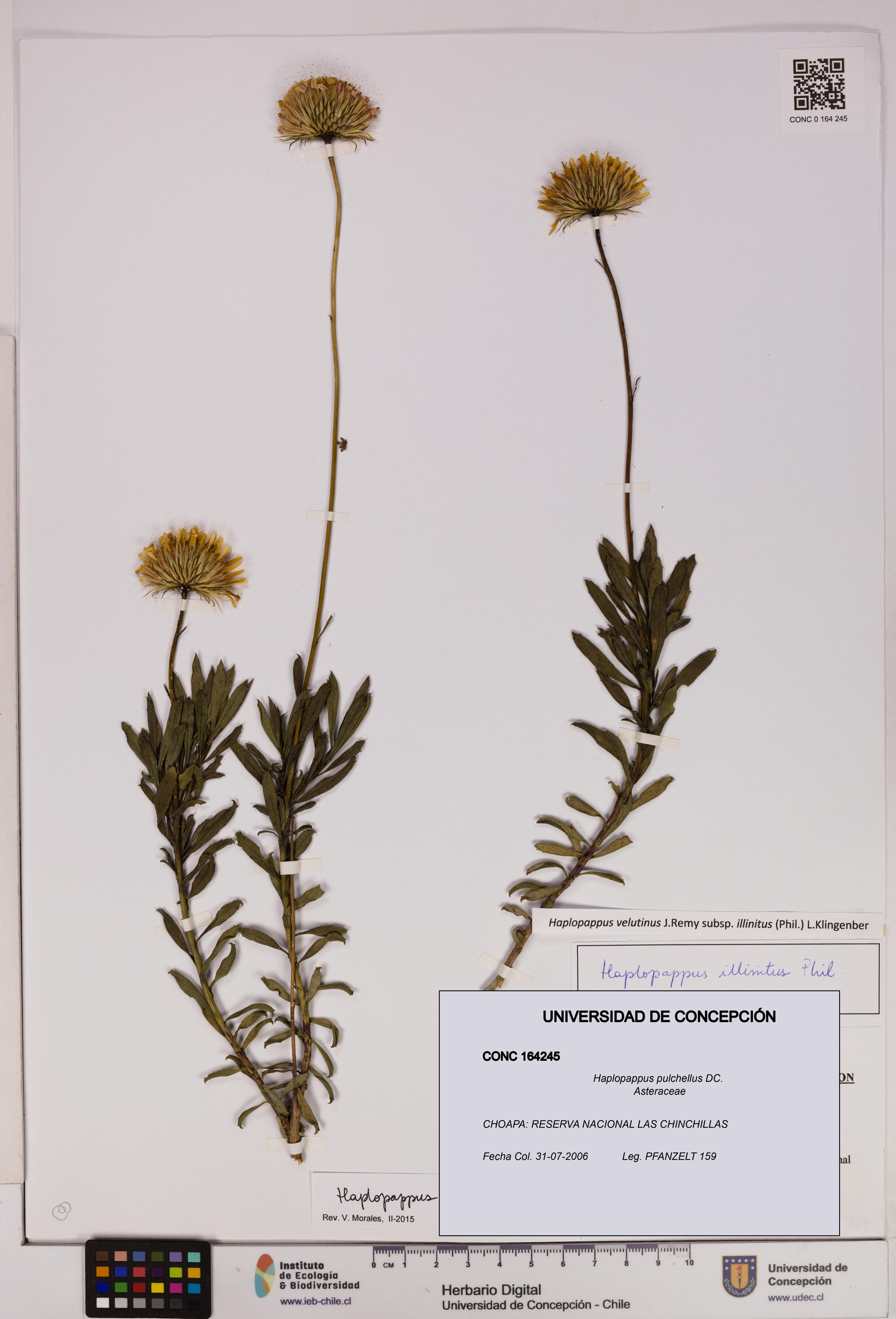 Haplopappus pulchellus [Espécimen: UDEC:CONC:0164245]