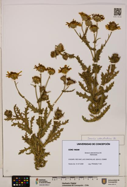 Senecio adenotrichius [Espécimen: UDEC:CONC:0164249]