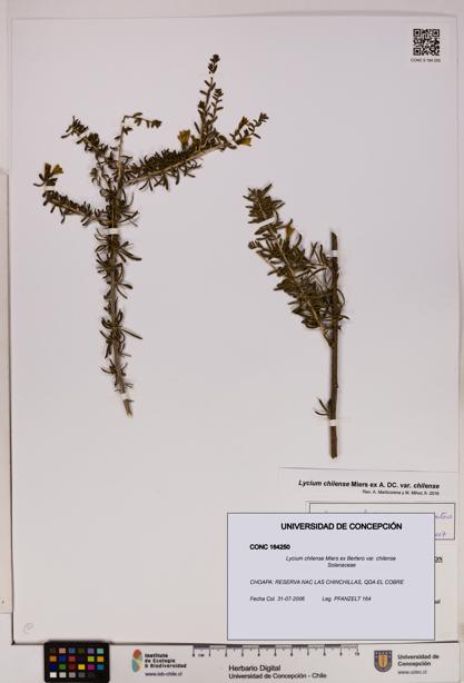Lycium chilense var. chilense [Espécimen: UDEC:CONC:0164250]