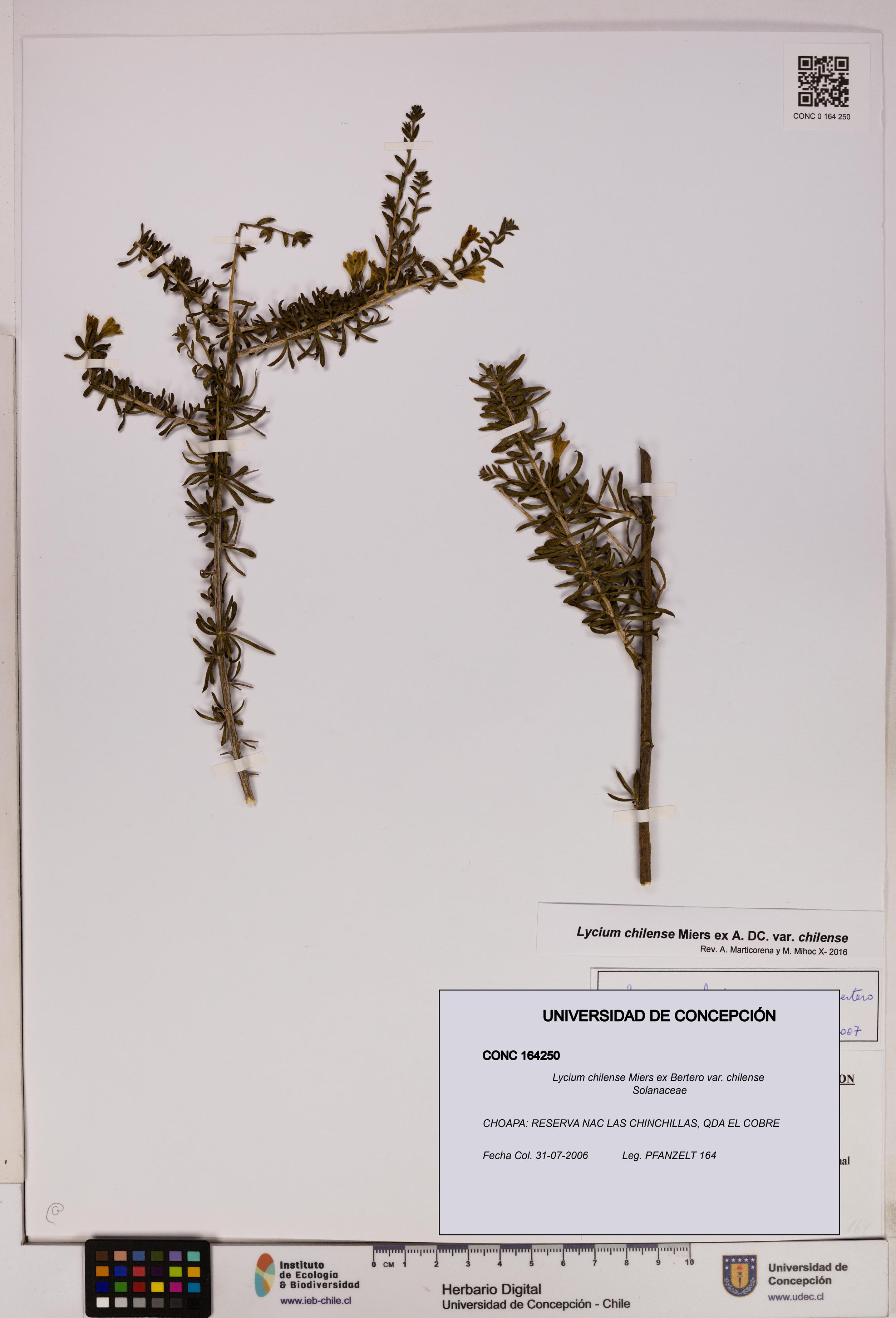 Lycium chilense var. chilense [Espécimen: UDEC:CONC:0164250]