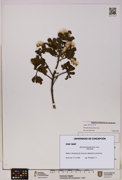 Baccharis obovata [Espécimen: UDEC:CONC:0164257]