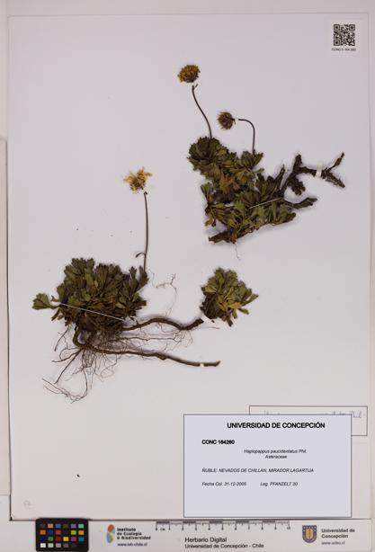Haplopappus paucidentatus [Espécimen: UDEC:CONC:0164260]