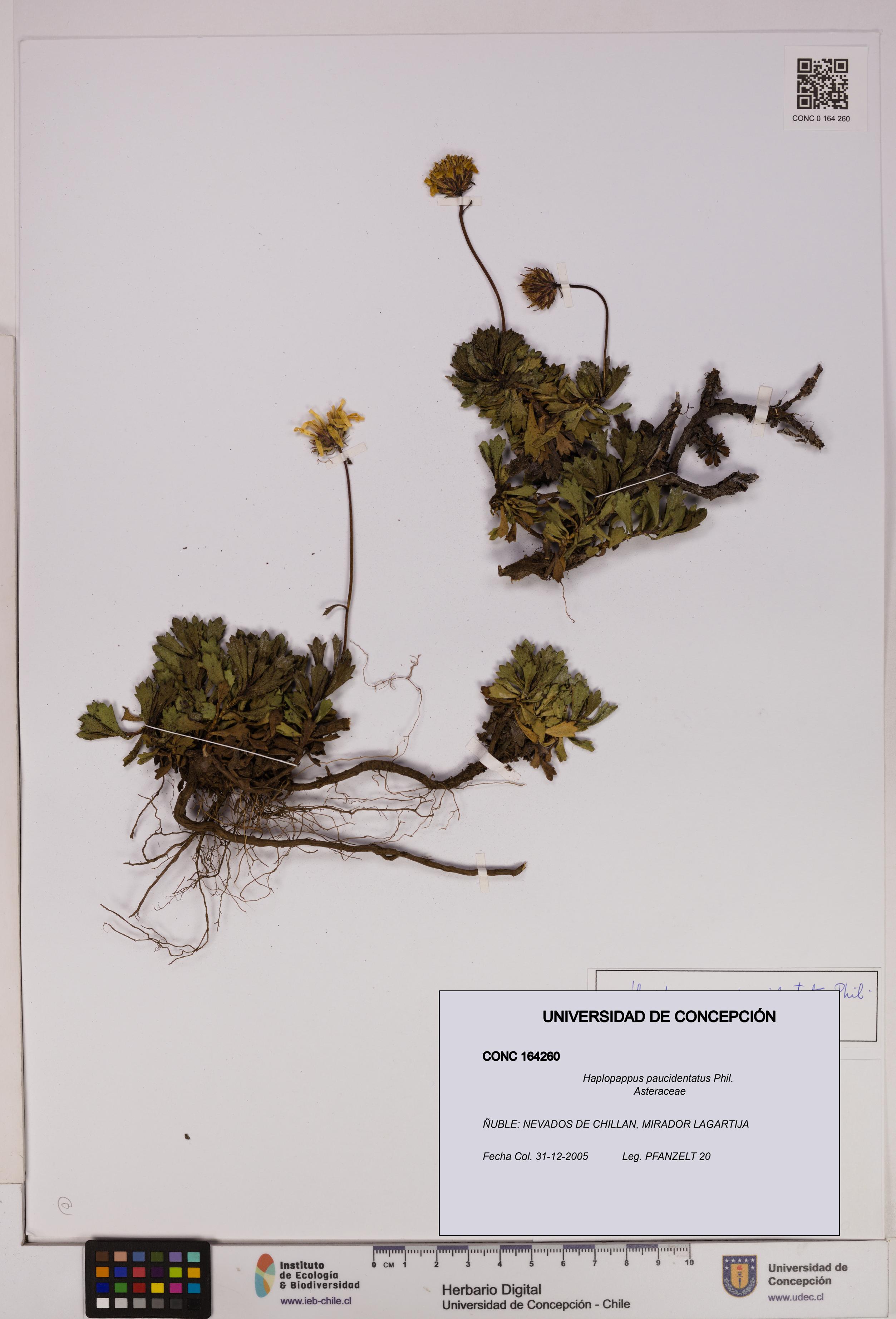 Haplopappus paucidentatus [Espécimen: UDEC:CONC:0164260]