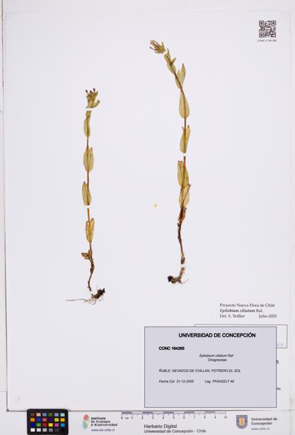 Epilobium ciliatum [Espécimen: ]