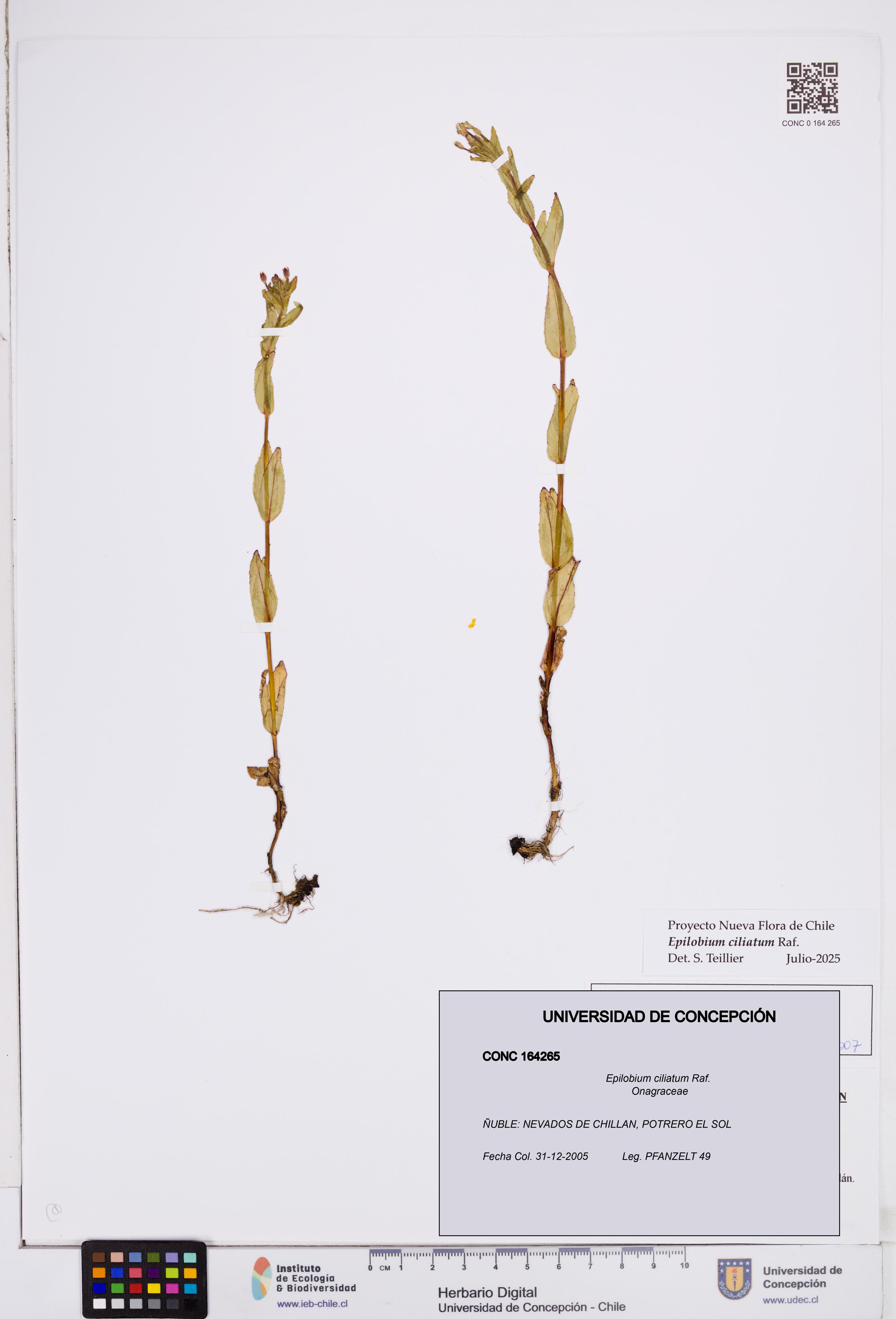 Epilobium ciliatum [Espécimen: ]
