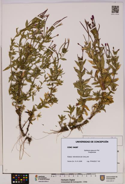 Epilobium glaucum [Espécimen: UDEC:CONC:0164267]