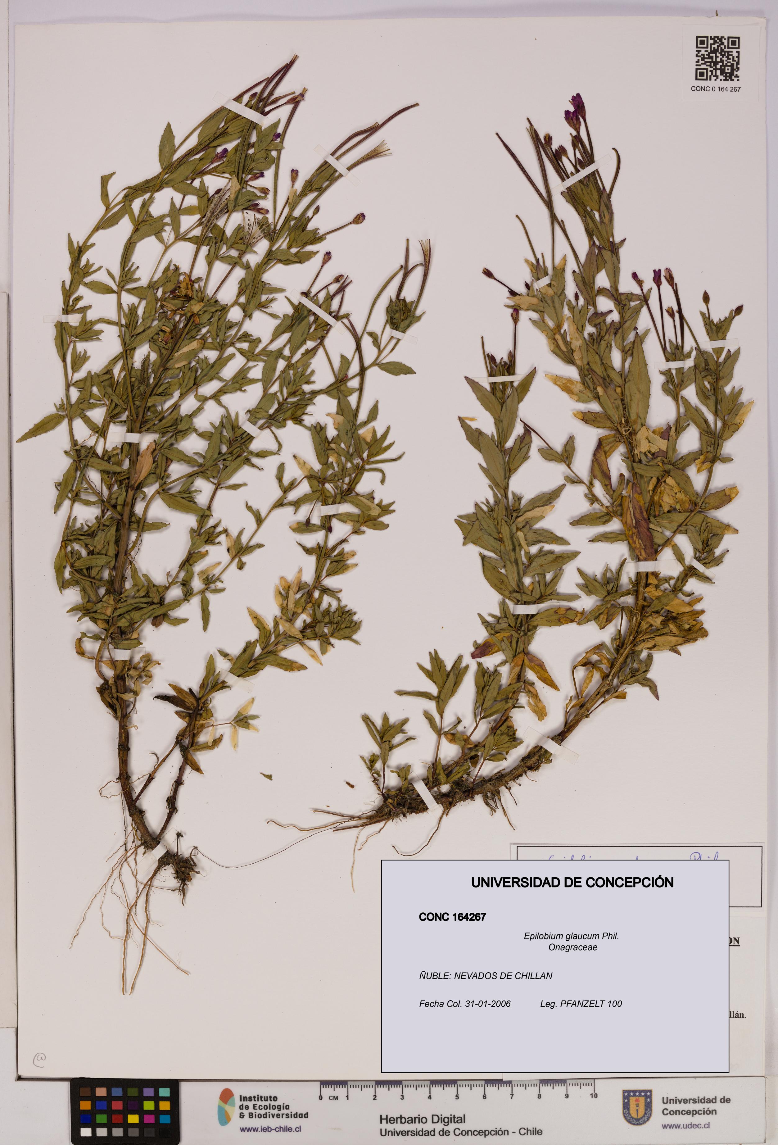 Epilobium glaucum [Espécimen: UDEC:CONC:0164267]