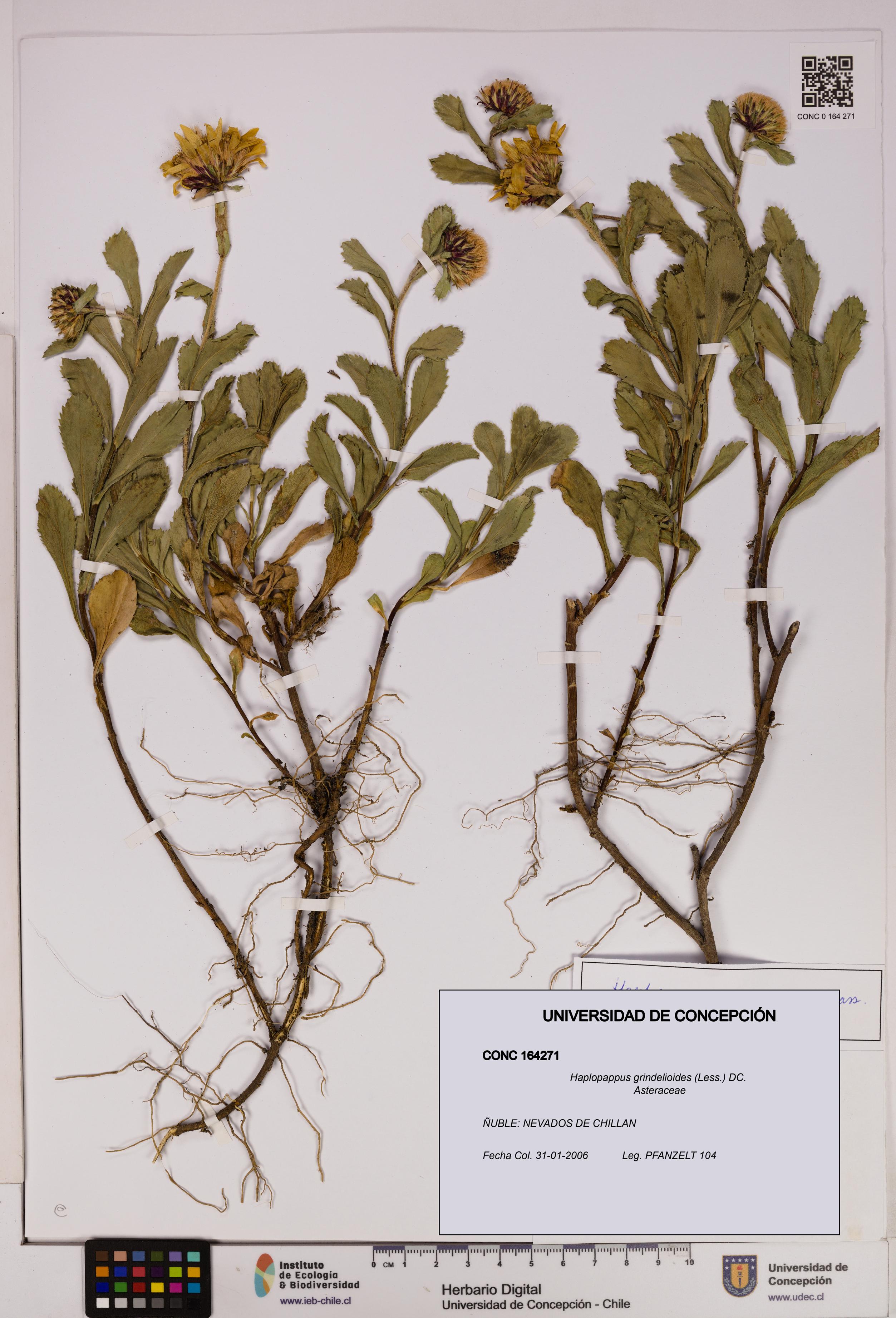 Haplopappus grindelioides [Espécimen: UDEC:CONC:0164271]