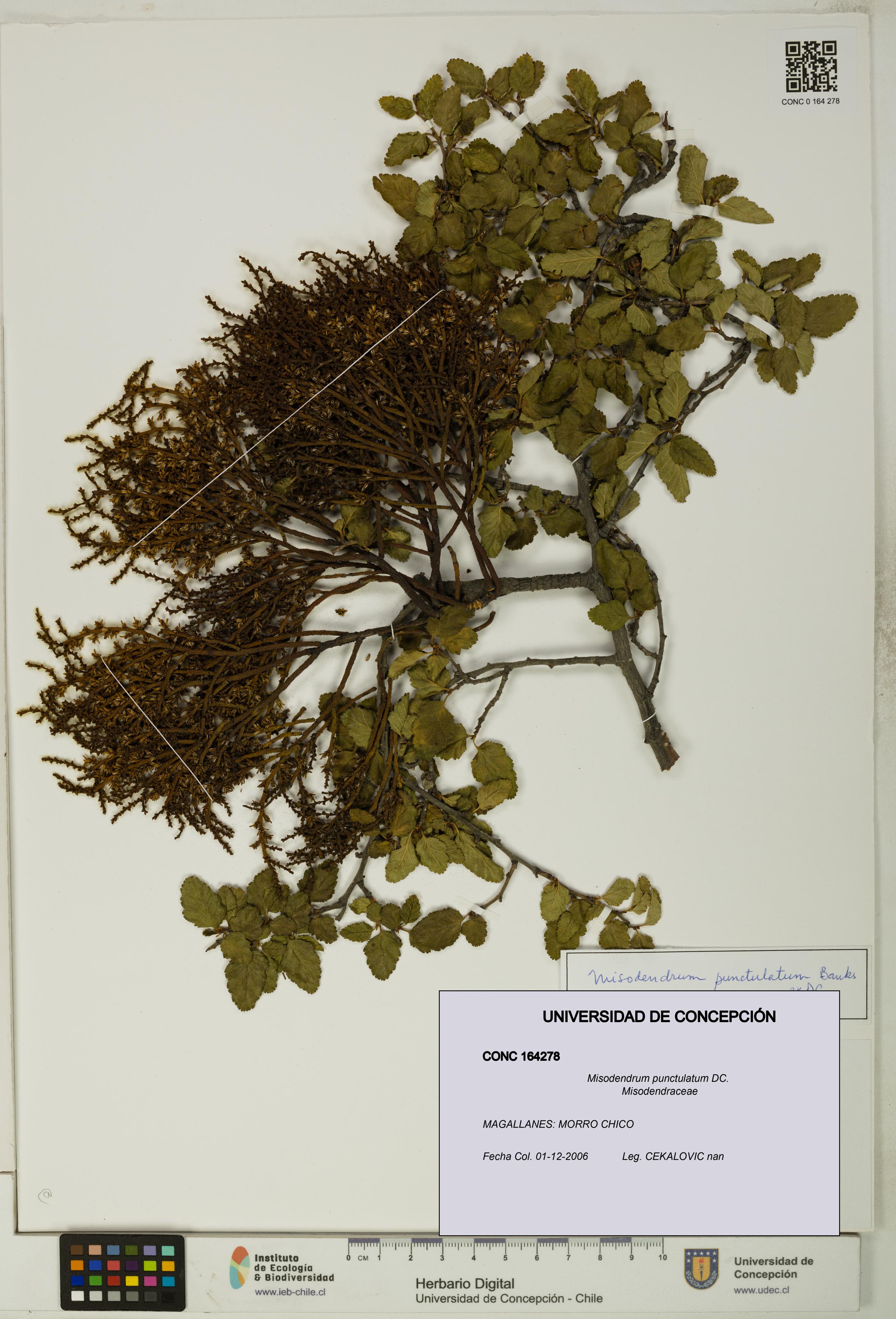 Misodendrum punctulatum [Espécimen: UDEC:CONC:0164278]