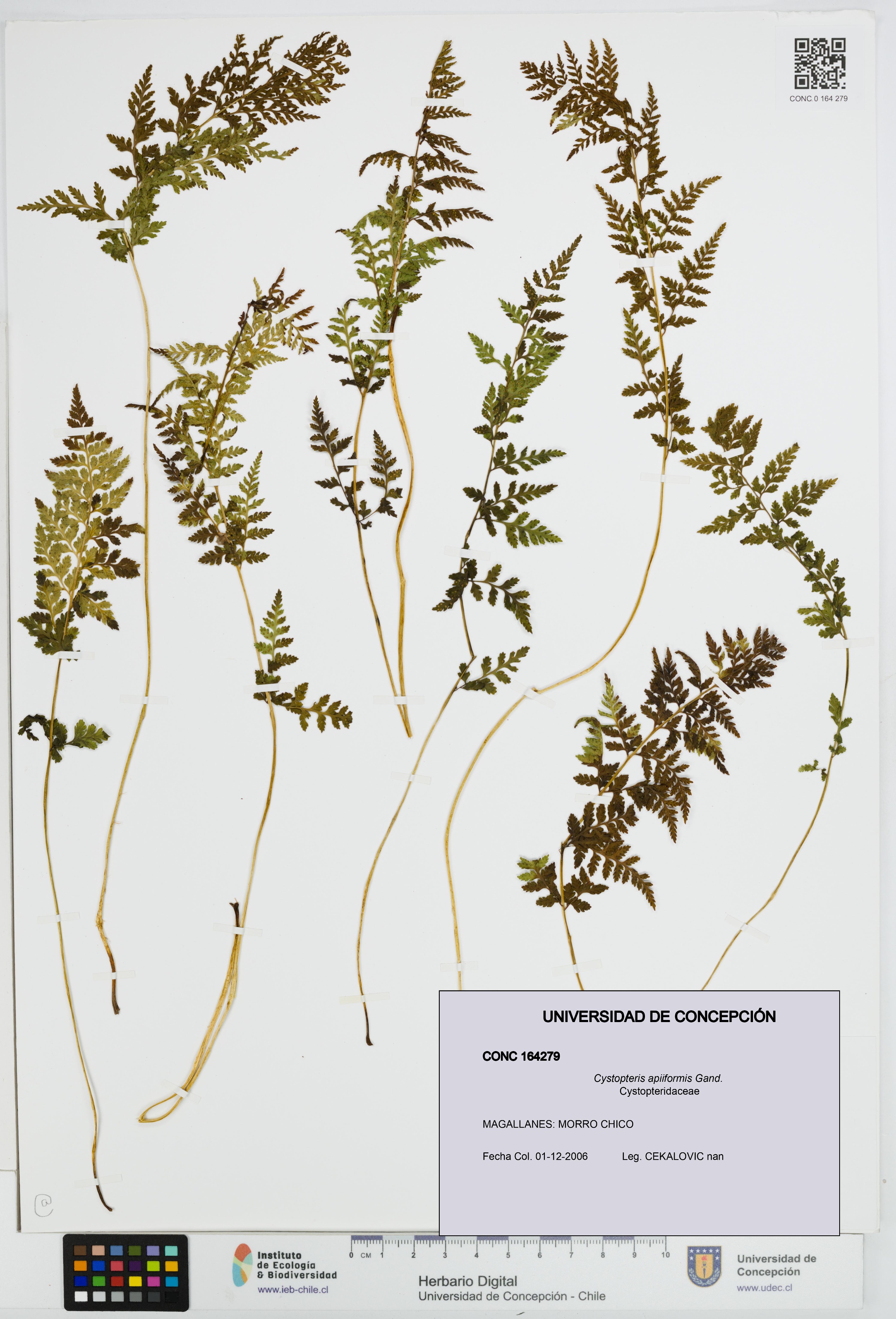 Cystopteris apiiformis [Espécimen: UDEC:CONC:0164279]