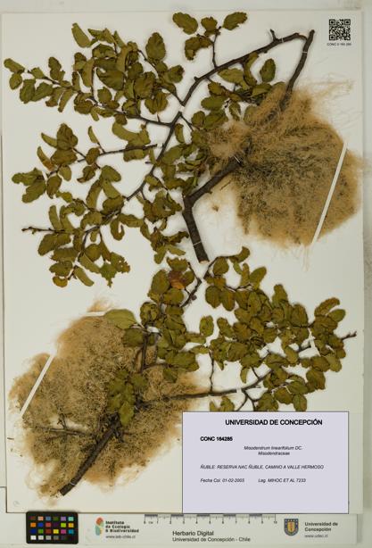 Misodendrum linearifolium [Espécimen: UDEC:CONC:0164285]
