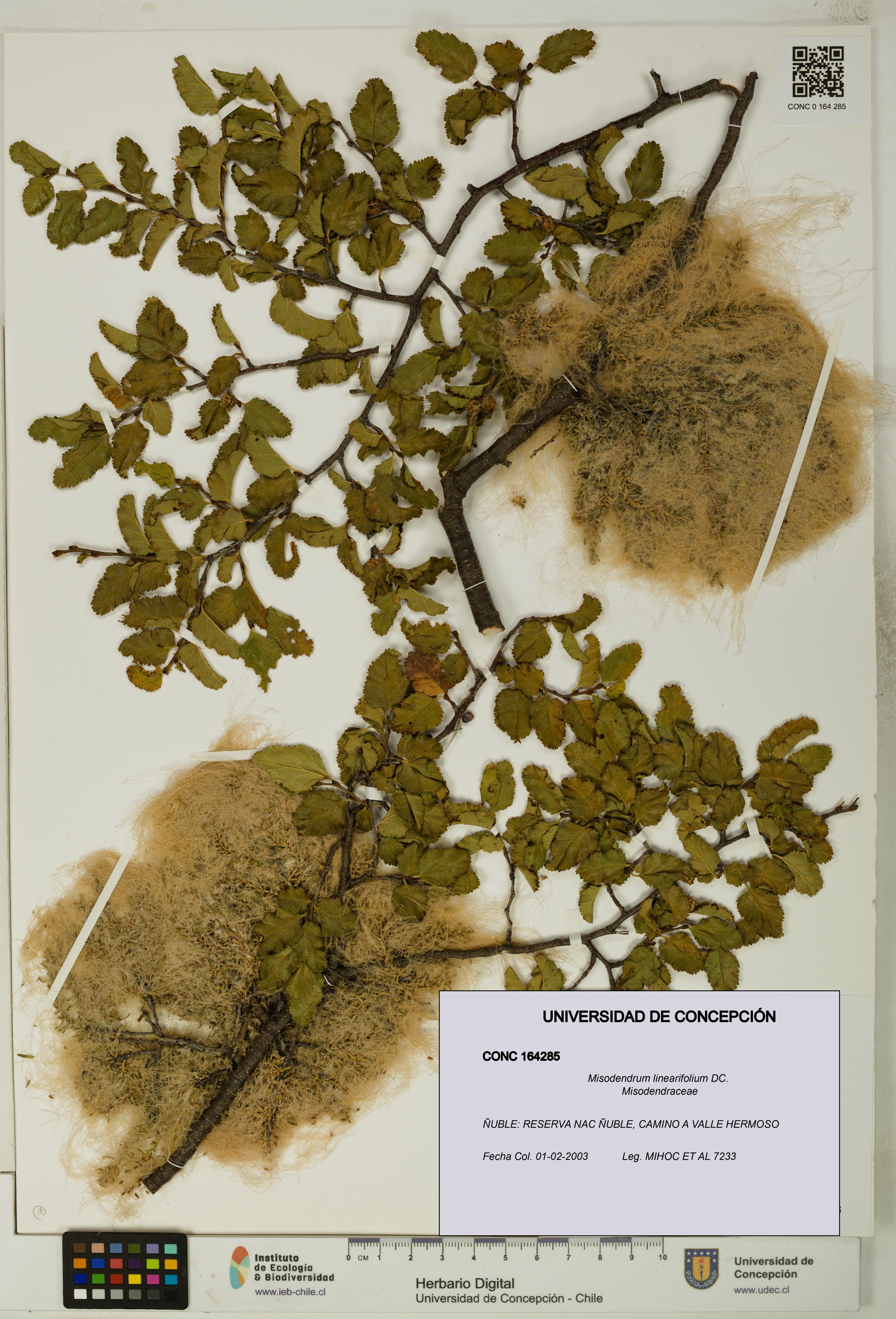 Misodendrum linearifolium [Espécimen: UDEC:CONC:0164285]
