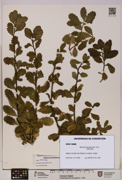 Baccharis obovata [Espécimen: UDEC:CONC:0164286]
