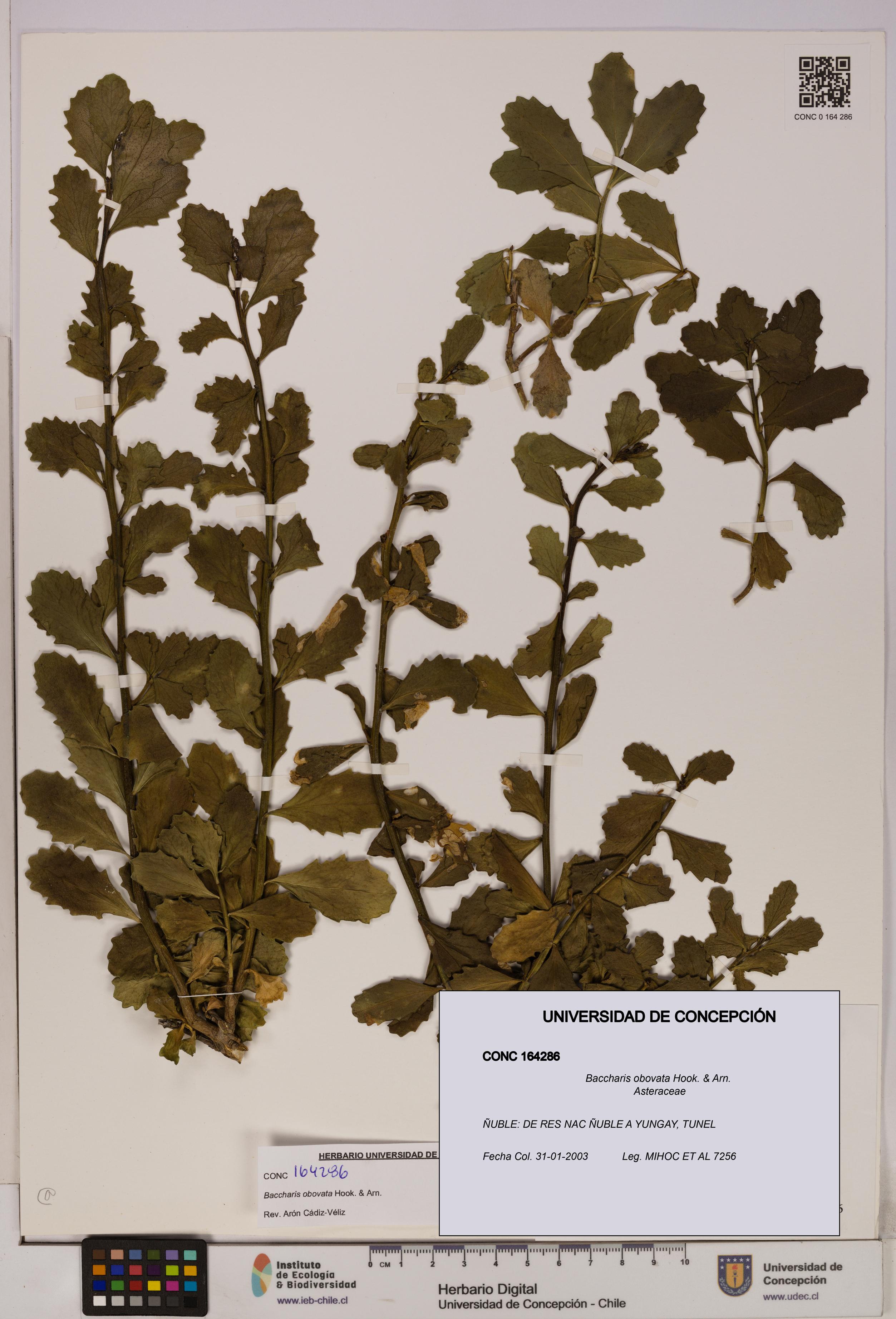 Baccharis obovata [Espécimen: UDEC:CONC:0164286]