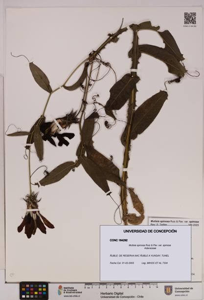 Mutisia spinosa var. spinosa [Espécimen: UDEC:CONC:0164292]