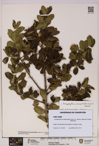 Archidasyphyllum diacanthoides [Espécimen: UDEC:CONC:0164294]
