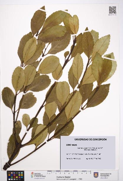 Laurelia sempervirens [Espécimen: UDEC:CONC:0164295]