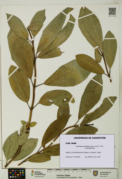 Hydrangea serratifolia [Espécimen: UDEC:CONC:0164306]