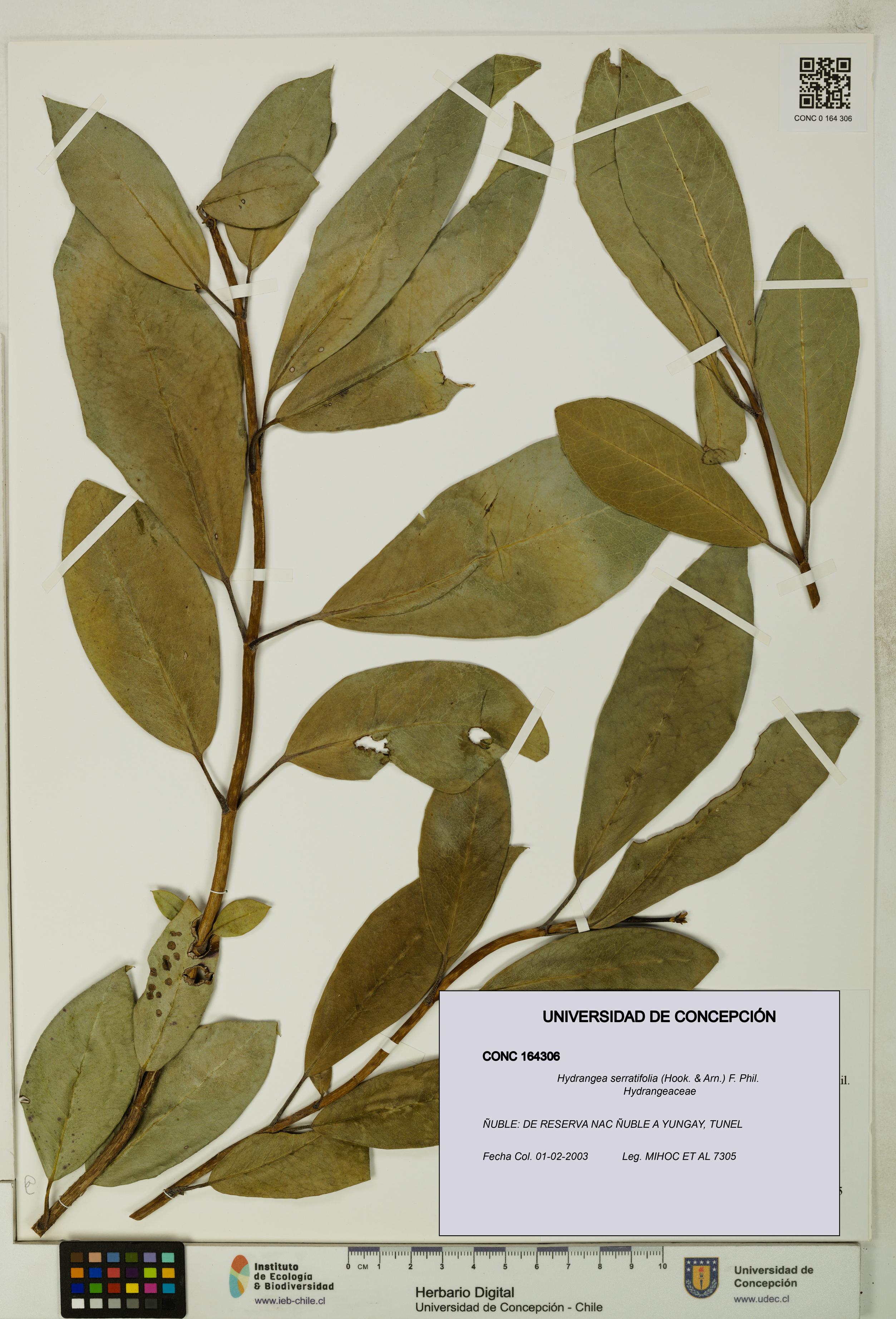 Hydrangea serratifolia [Espécimen: UDEC:CONC:0164306]