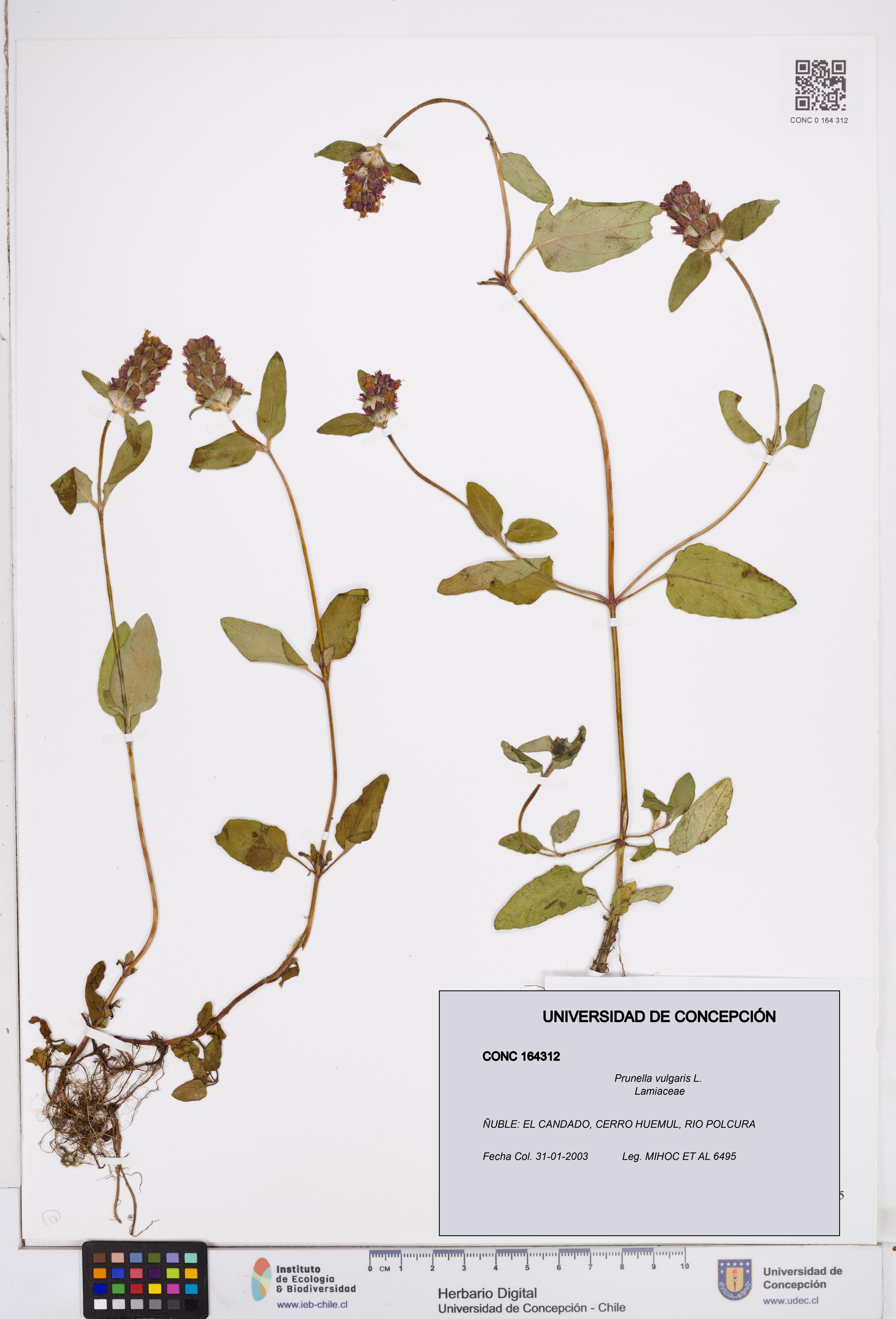 Prunella vulgaris [Espécimen: ]