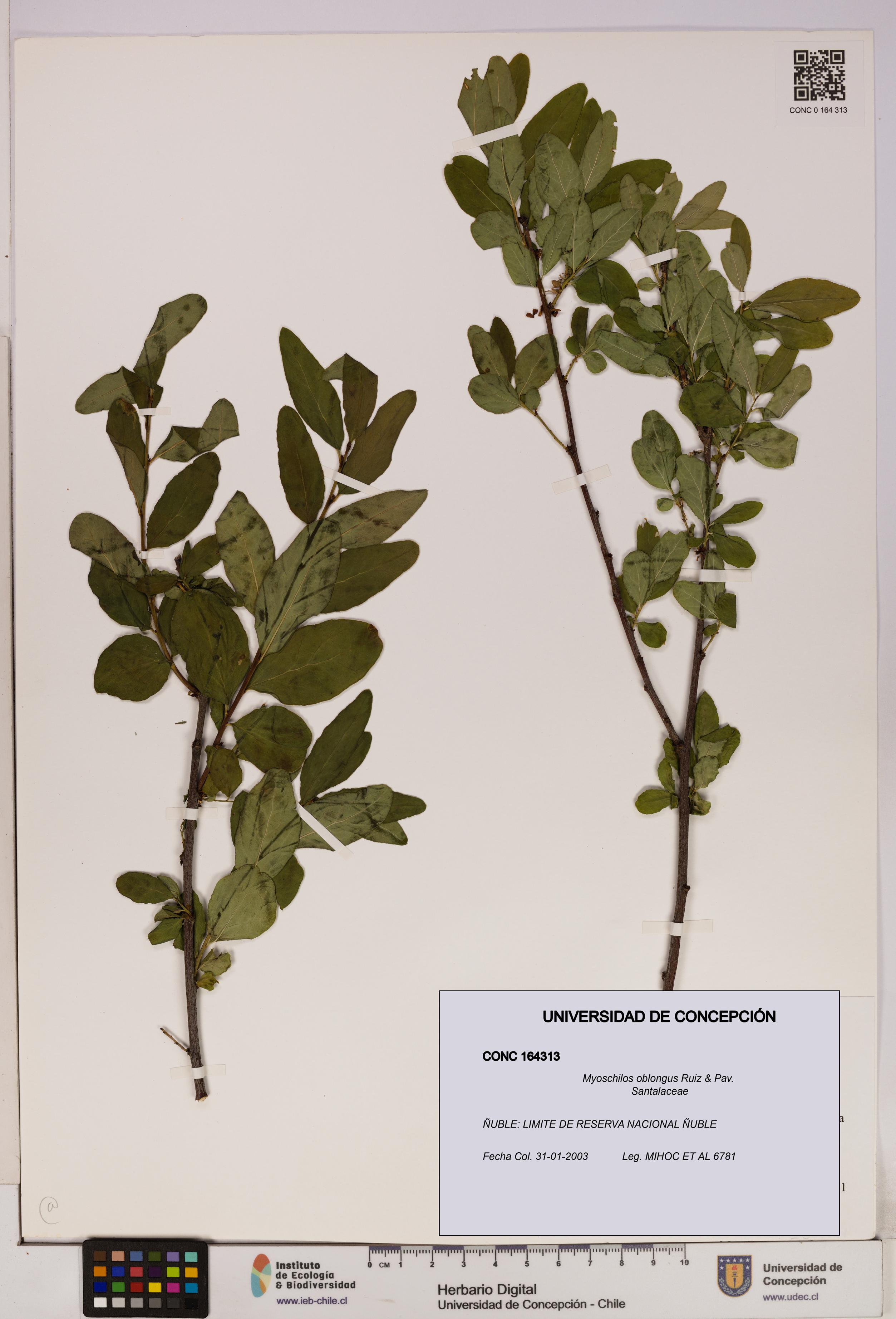 Myoschilos oblongus [Espécimen: UDEC:CONC:0164313]