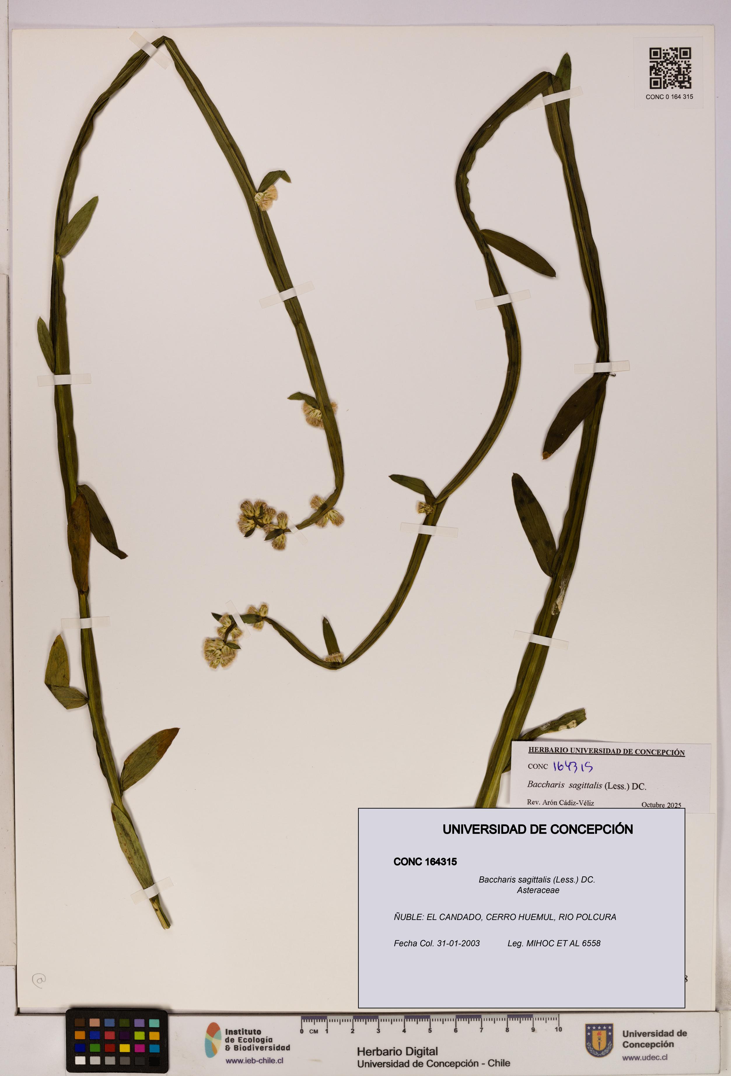 Baccharis sagittalis [Espécimen: UDEC:CONC:0164315]