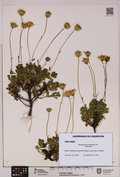 Haplopappus paucidentatus [Espécimen: UDEC:CONC:0164320]