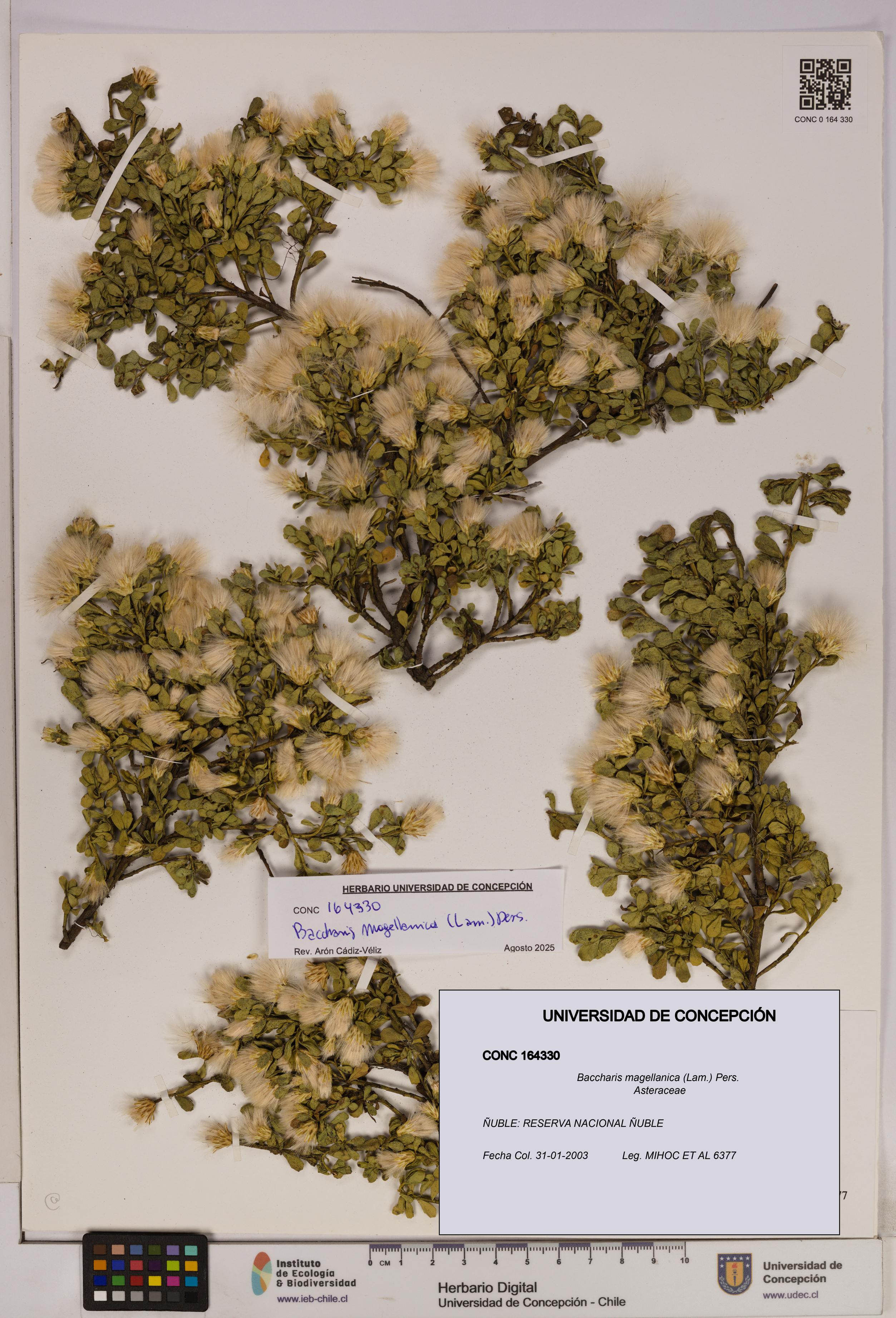 Baccharis magellanica [Espécimen: UDEC:CONC:0164330]