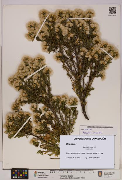 Baccharis neaei [Espécimen: UDEC:CONC:0164331]