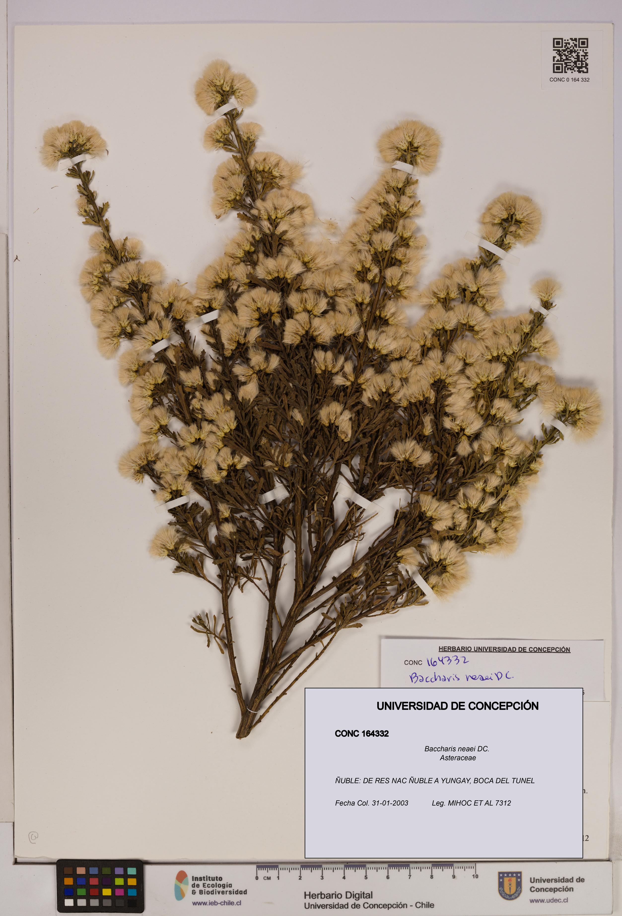 Baccharis neaei [Espécimen: UDEC:CONC:0164332]