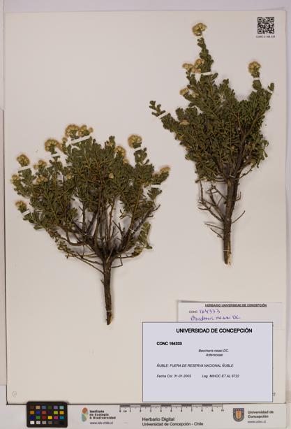 Baccharis neaei [Espécimen: UDEC:CONC:0164333]