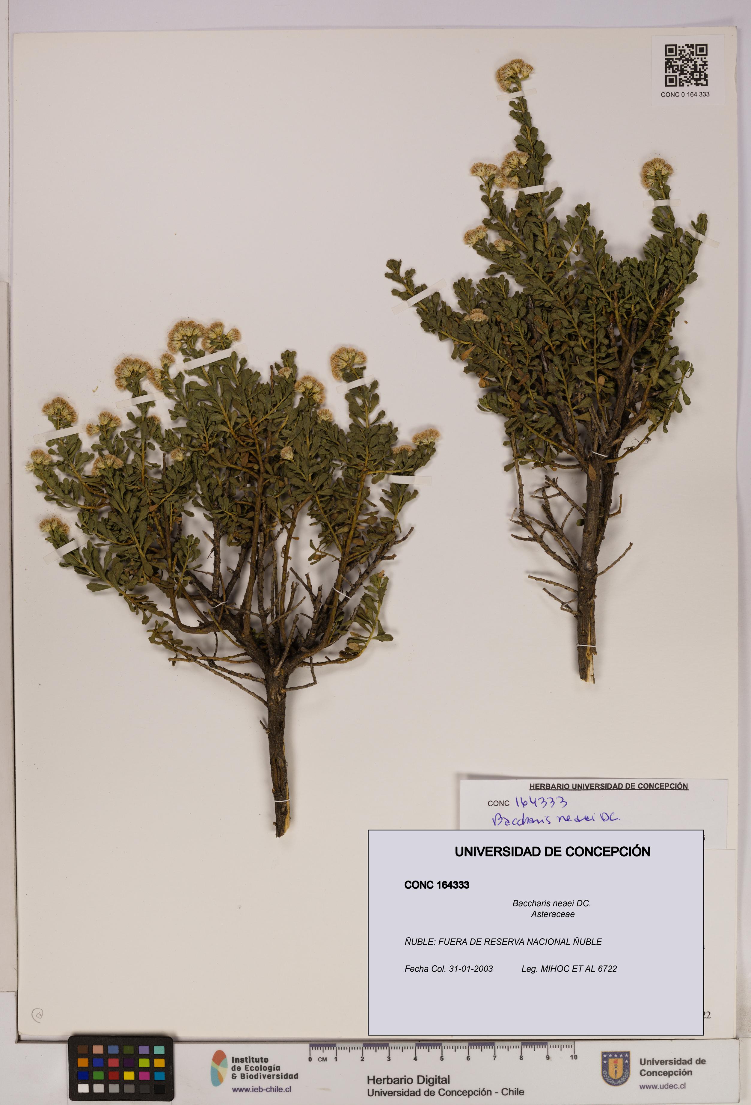 Baccharis neaei [Espécimen: UDEC:CONC:0164333]