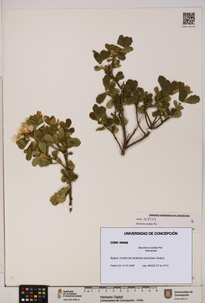 Baccharis ocellata [Espécimen: UDEC:CONC:0164342]
