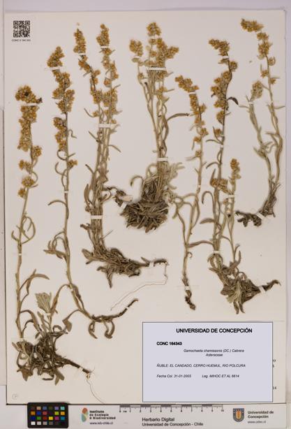 Gamochaeta chamissonis [Espécimen: UDEC:CONC:0164343]