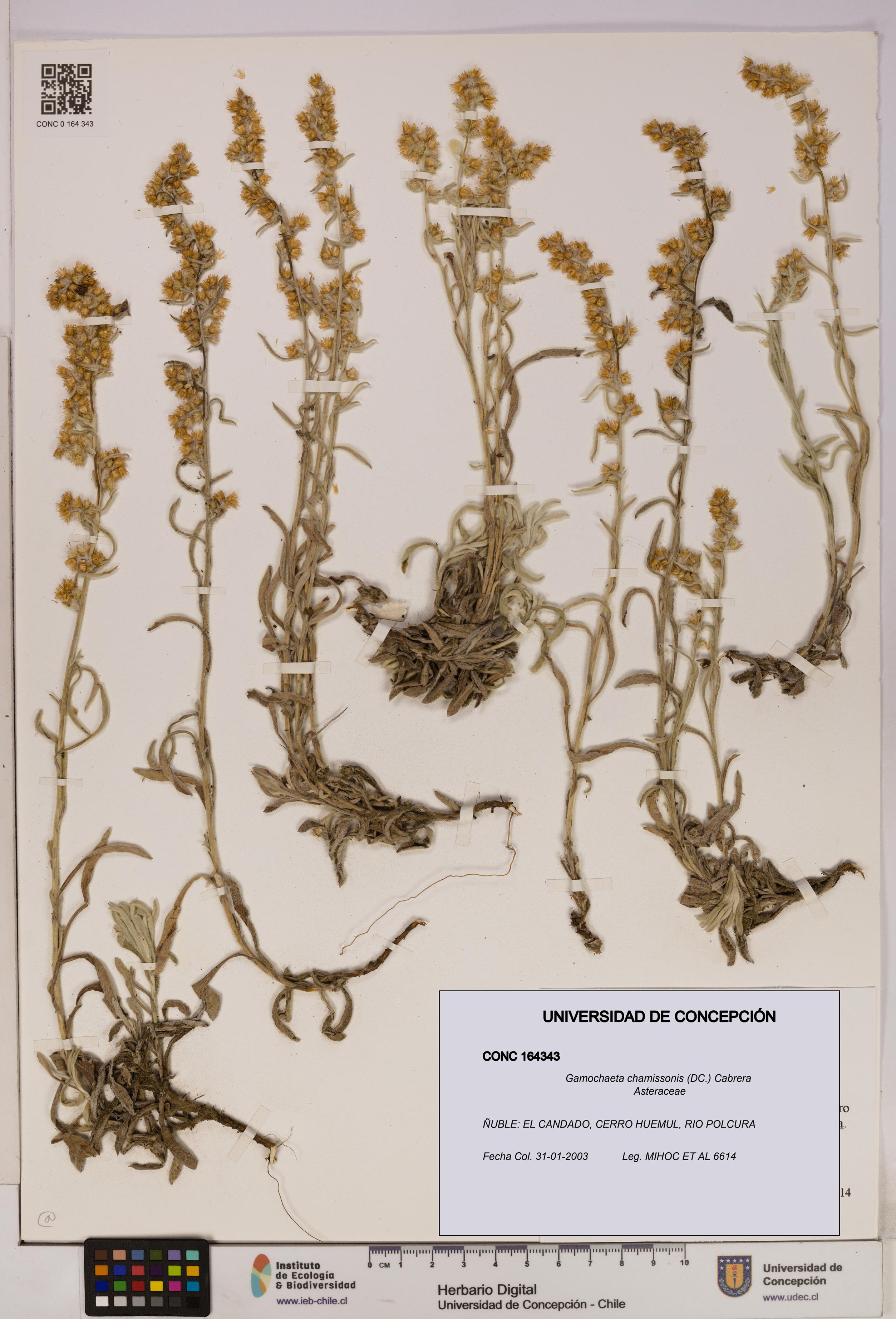 Gamochaeta chamissonis [Espécimen: UDEC:CONC:0164343]