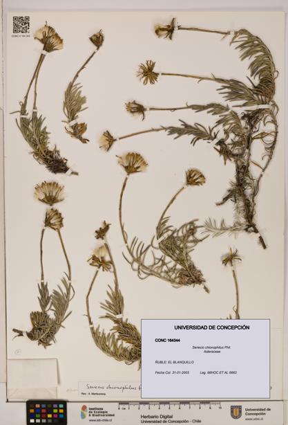 Senecio chionophilus [Espécimen: UDEC:CONC:0164344]