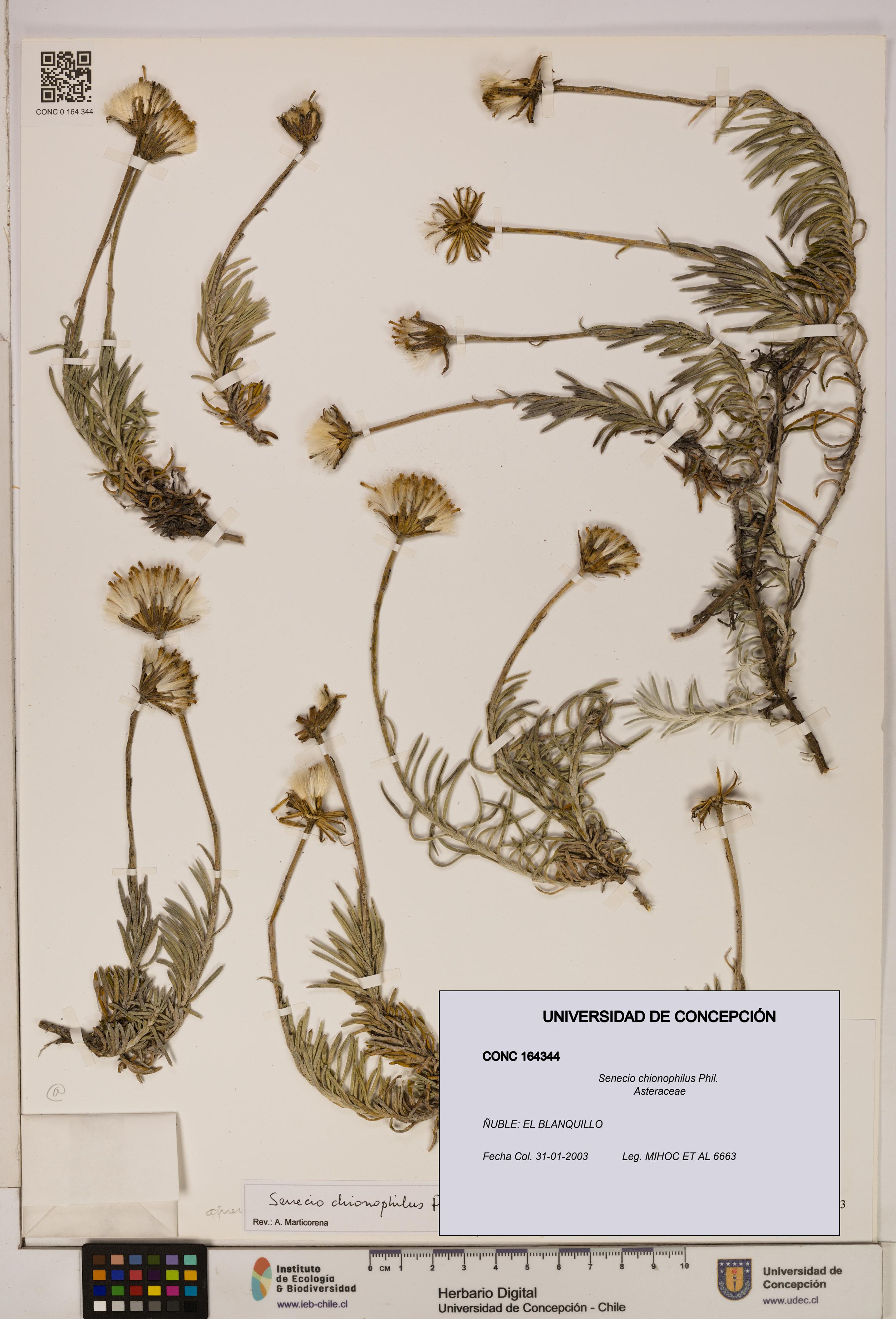 Senecio chionophilus [Espécimen: UDEC:CONC:0164344]