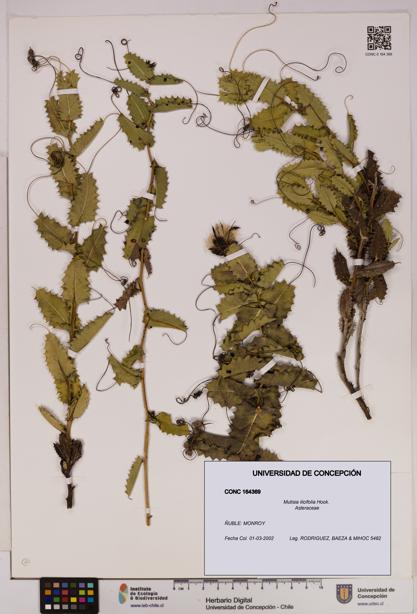 Mutisia ilicifolia [Espécimen: UDEC:CONC:0164369]