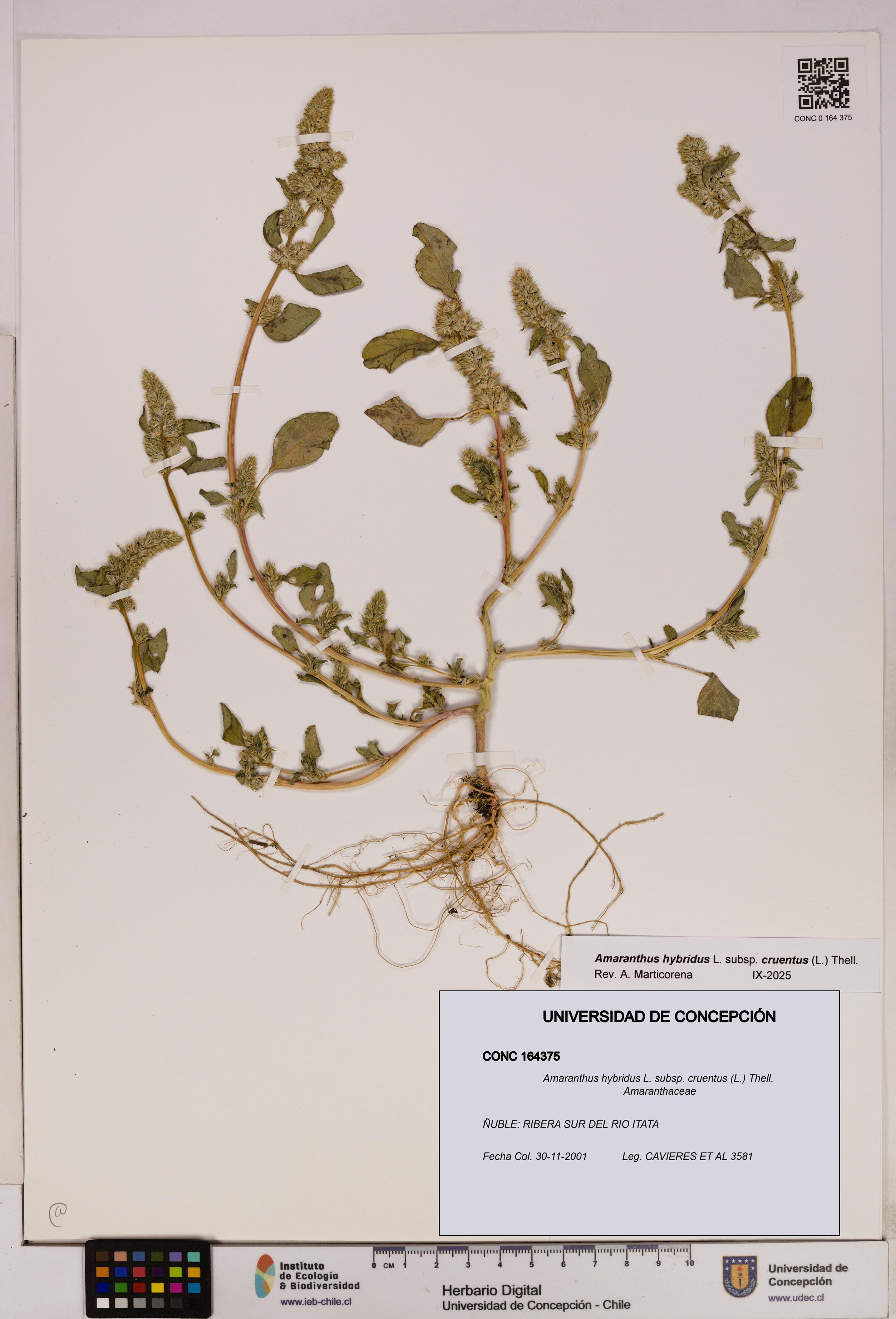 Amaranthus hybridus subsp. cruentus [Espécimen: UDEC:CONC:0164375]