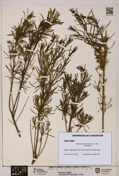 Baccharis linearis [Espécimen: UDEC:CONC:0164382]