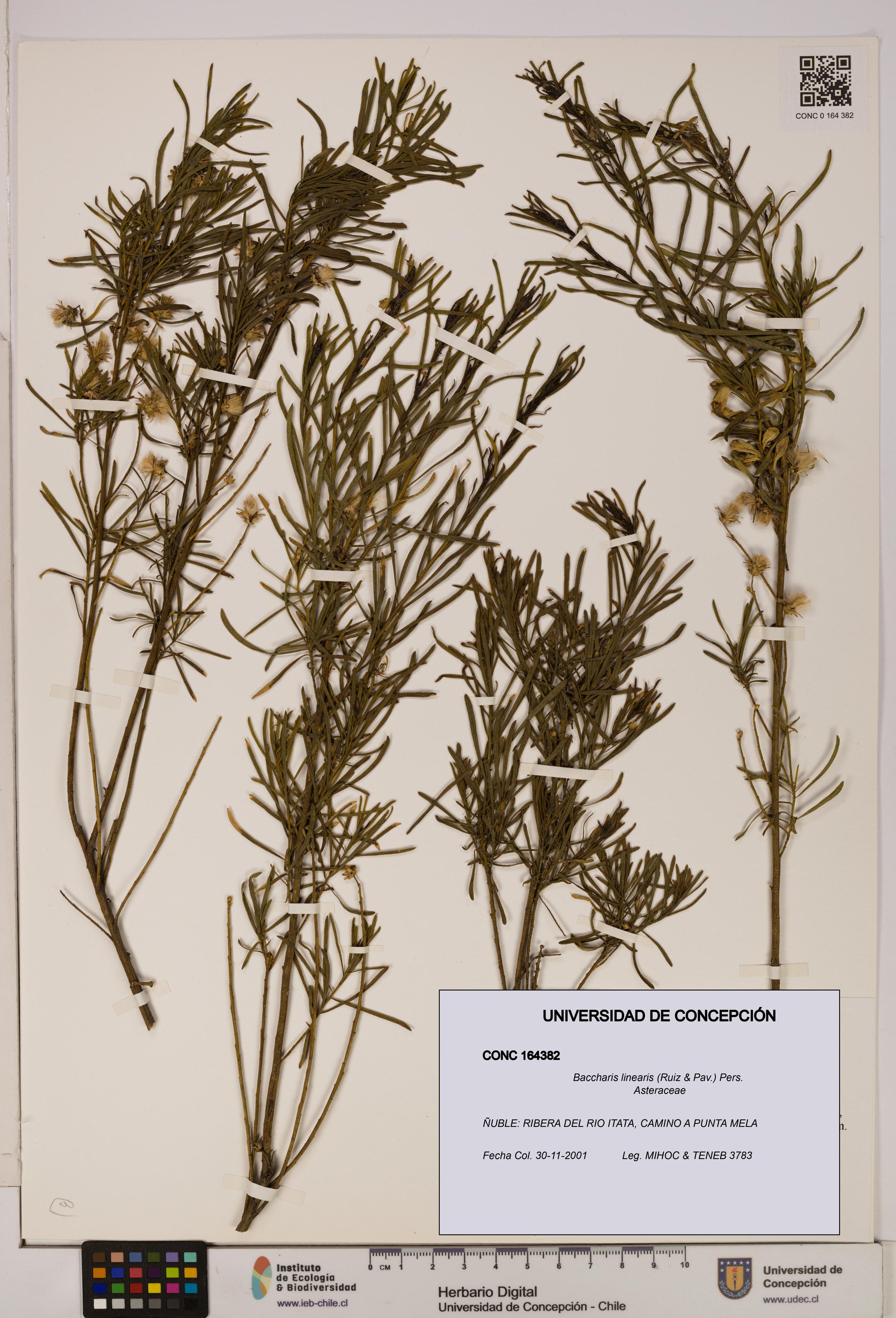 Baccharis linearis [Espécimen: UDEC:CONC:0164382]