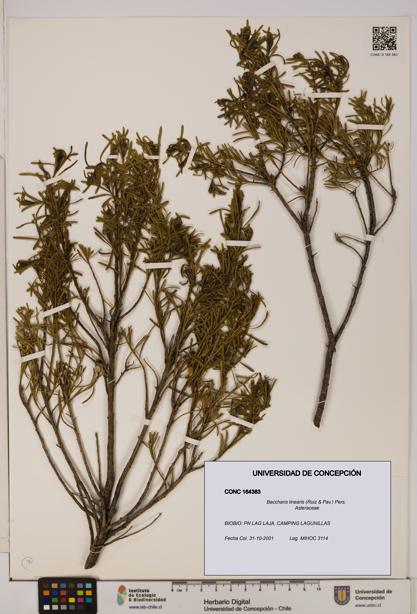 Baccharis linearis [Espécimen: UDEC:CONC:0164383]